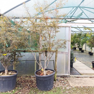 Acer palmatum 'Linearilobum' (Regular 110 litre 175-200 cm Specimen)